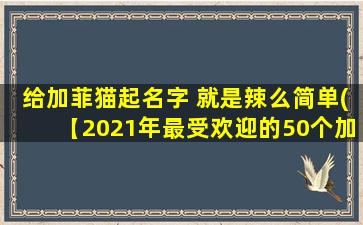 给加菲猫起名字 就是辣么简单(【2021年最受欢迎的50个加菲猫名字，快来选一只可爱的小伙伴】)